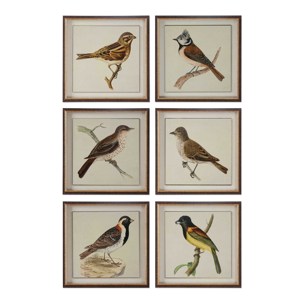 Framed Bird Prints, S/6