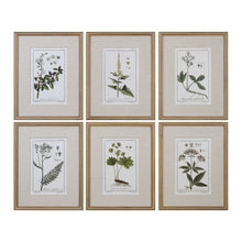 Load image into Gallery viewer, Framed Botanical Prints, S/6