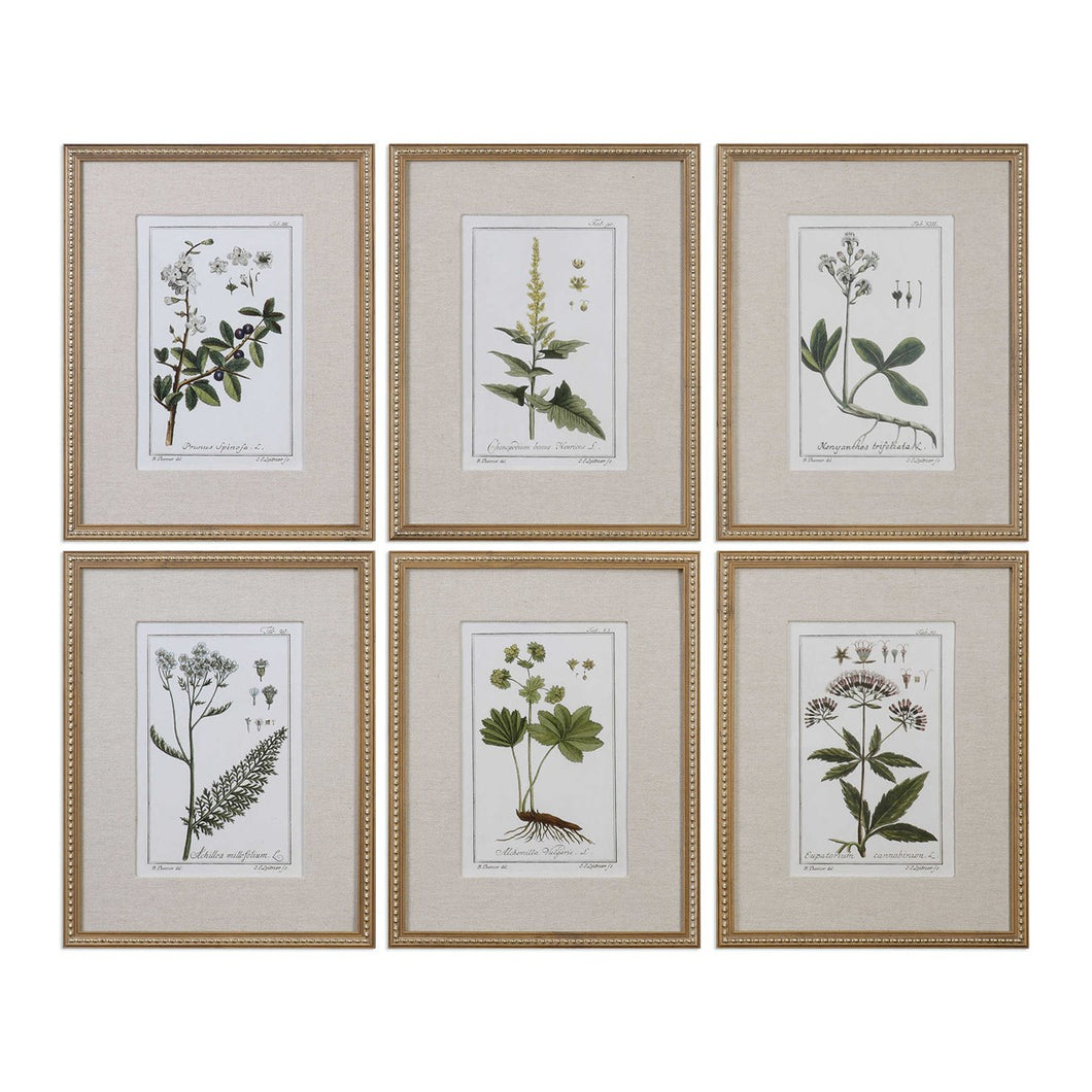 Framed Botanical Prints, S/6