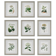 Load image into Gallery viewer, Framed Botany Illustrations S/9