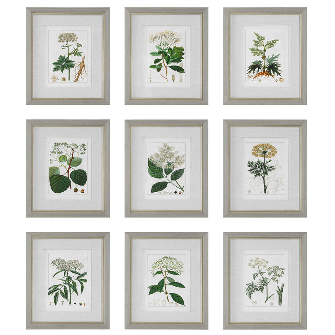 Framed Botany Illustrations S/9