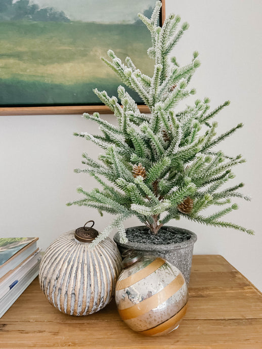 Potted Frosted Pine
