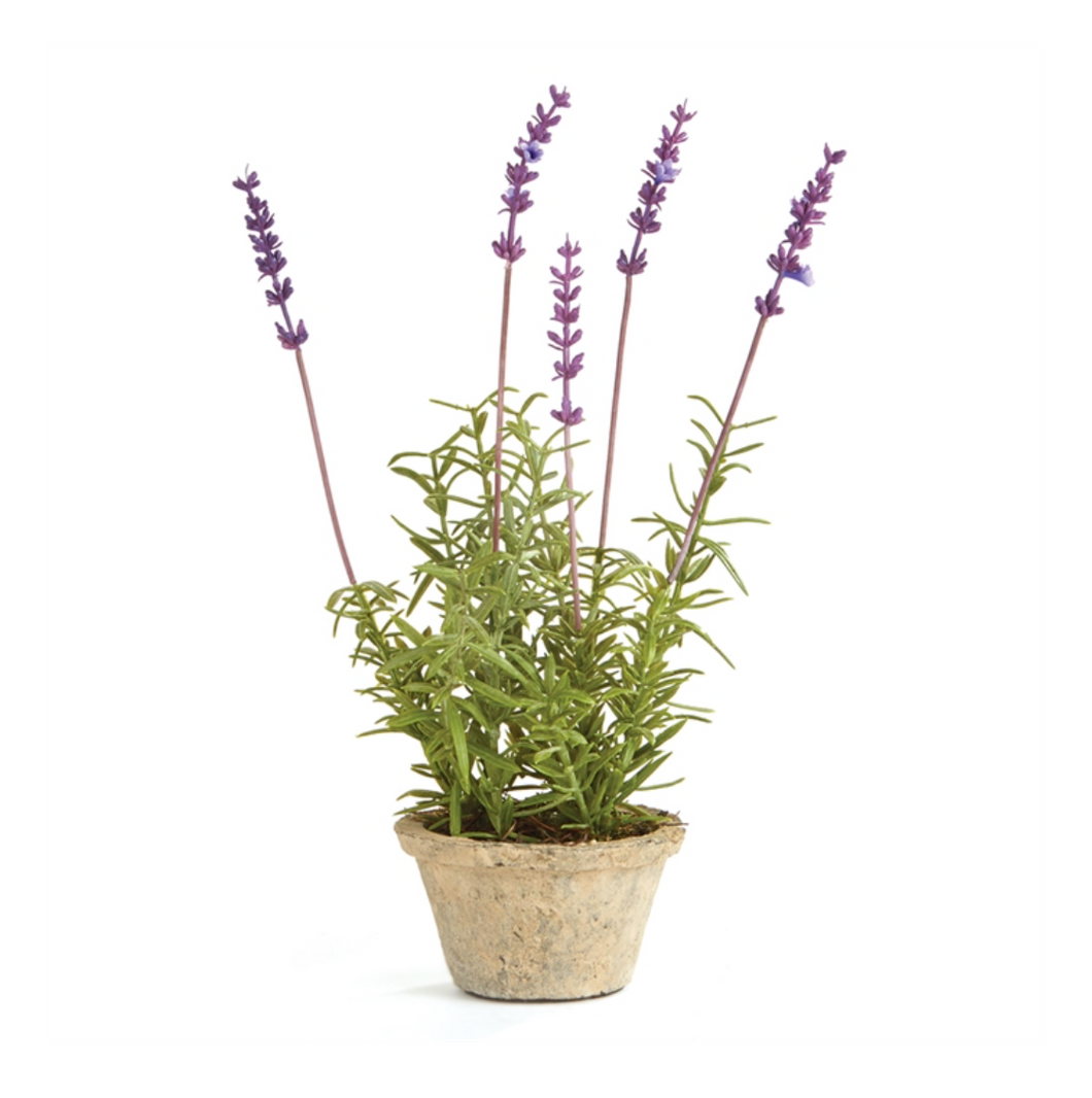 French Lavender Potted 12.5