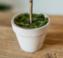 Load image into Gallery viewer, Senecio Potted Topiary