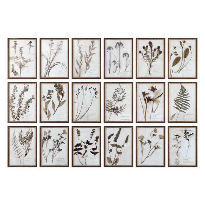Herbarium Framed Prints, S/18